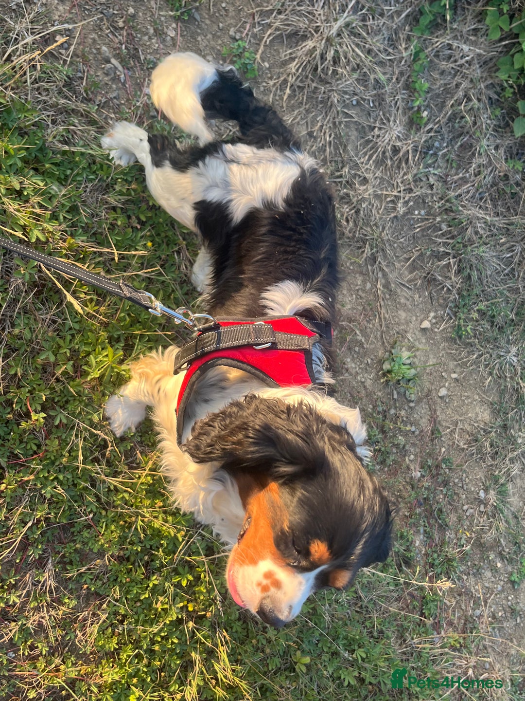 Cockalier dogs for sale: Cavalier x cocker spaniel puppies  - Image 20