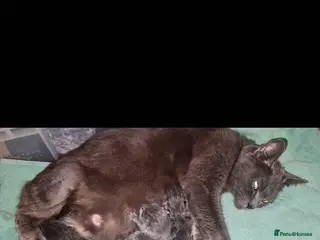 British Shorthair cats Bsh/russian blue babies 👶 - Advert 2