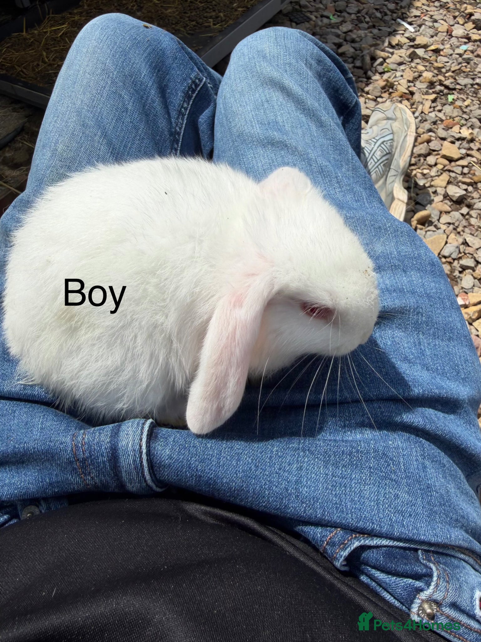Mixed Breed rabbits Baby rabbits  - Advert 9
