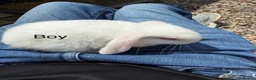 Mixed Breed rabbits for sale: Baby rabbits  in Chelmsford - Advert 8