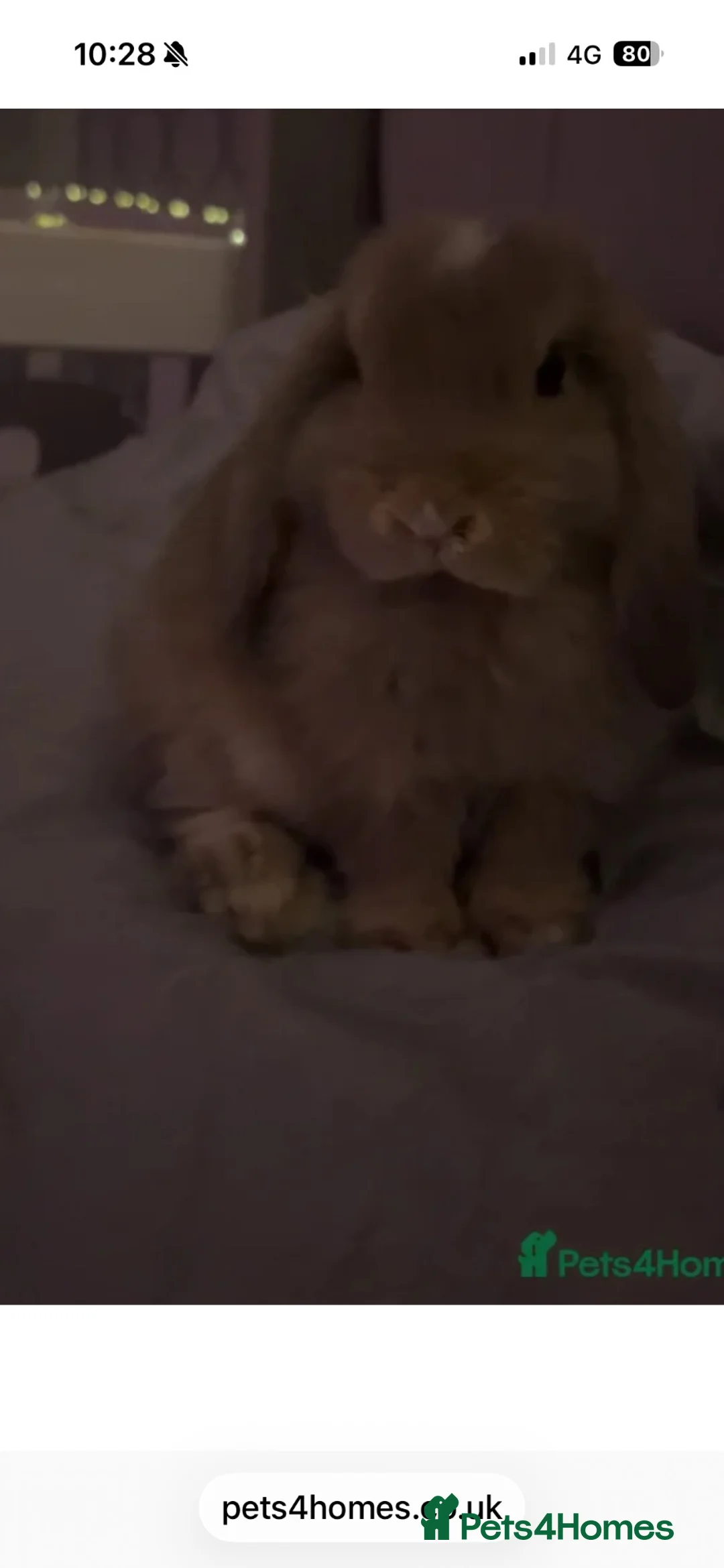 Mini Lop rabbits for sale:  beautiful rabbit looking for her forever home  - Advert 5