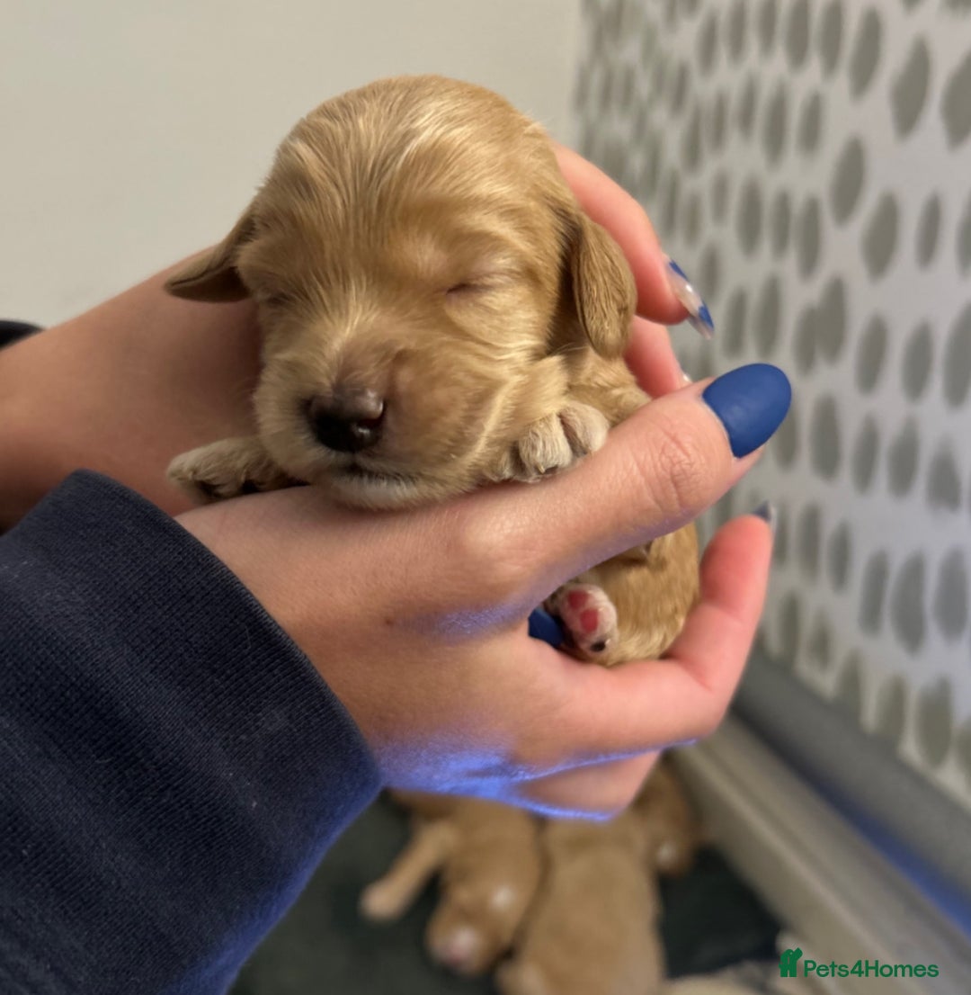 Cockapoo dogs for sale: F2 cockapoo’s for sale! 🌟  - Advert 23