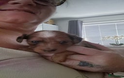 Mixed Breed dogs for sale: Cockapoochis For Sale - Image 10