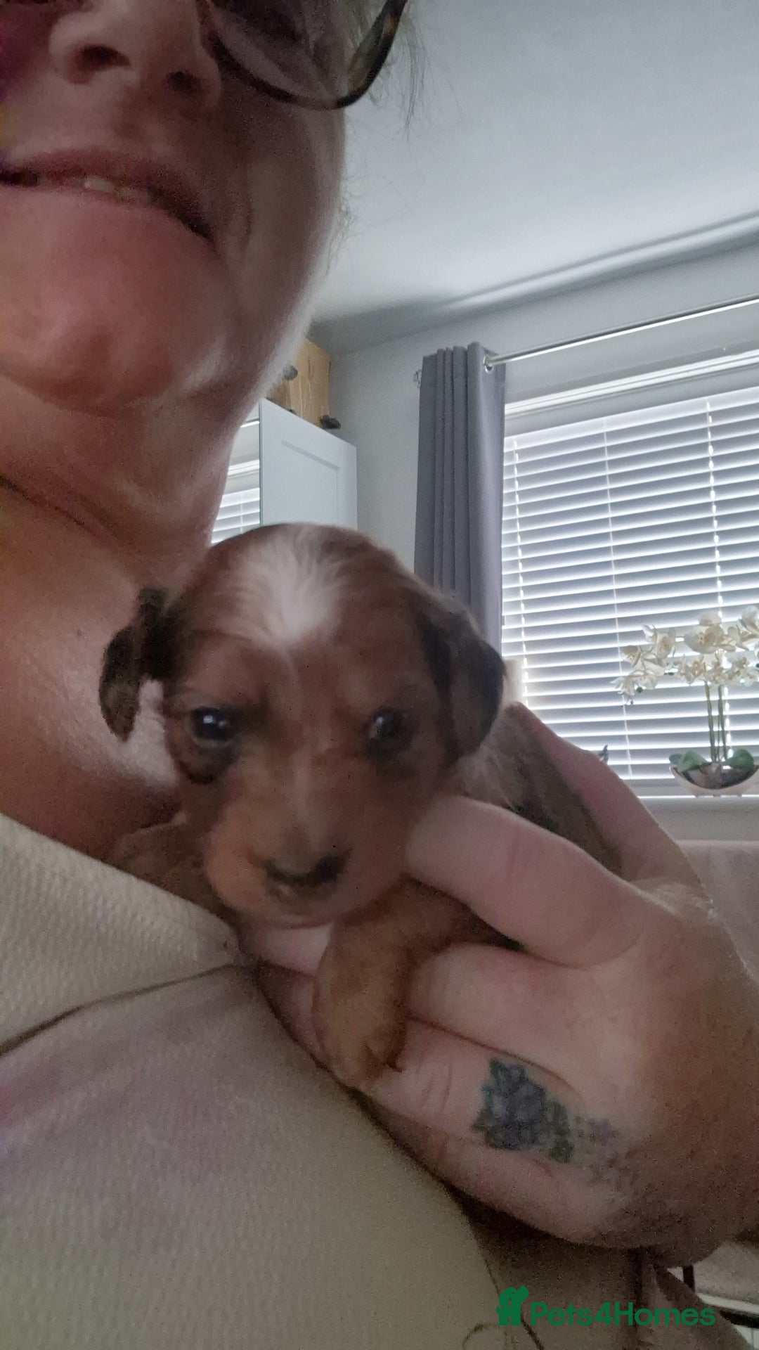 Mixed Breed dogs for sale: Cockapoochis For Sale - Image 10