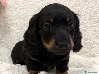 Miniature Dachshund dogs Miniature Long Haired Dachshund - Advert 1