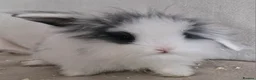 Mini Lion Lop rabbits for sale: 🩵🩷Mini Lion Lop Boy & Girl🩵🩷 - Advert 1