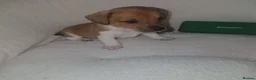 Jack Russell dogs for sale: Beautiful jack Russell puppy’s  - Advert 11