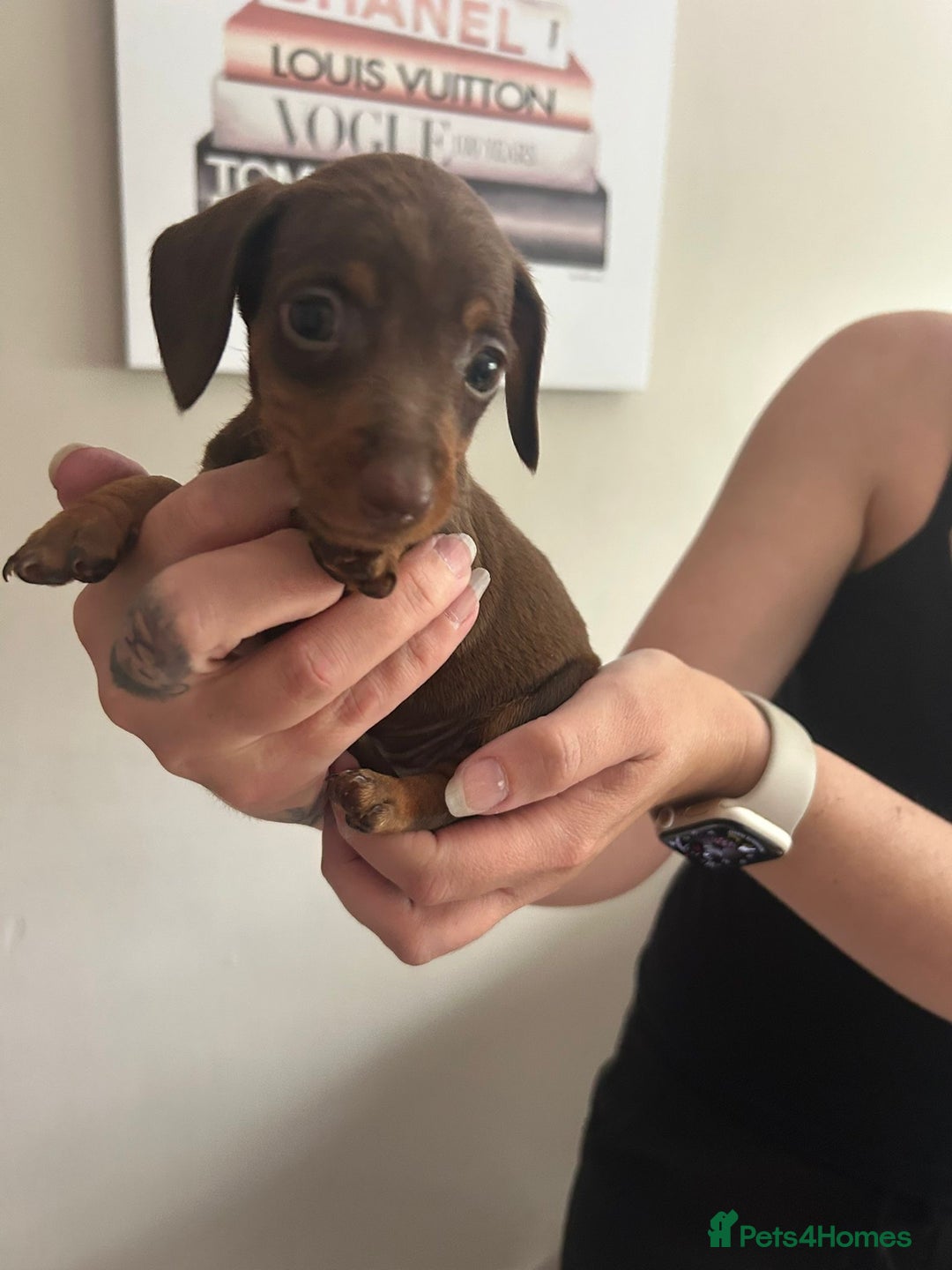 Miniature Dachshund dogs for sale: Beautiful daschund puppies - Image 8