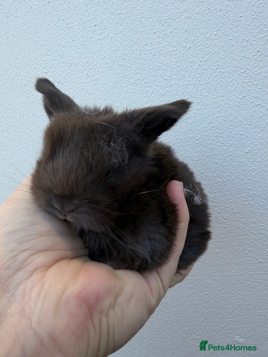 Mini Lop rabbits for sale: Purebred chocolate doe *BOTH RESERVED  - Advert 4