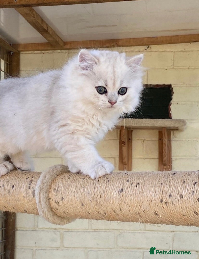 British Longhair cats ⭐️ BEAUTIFUL BLH & BSH FEMALE KITTENS   ⭐️ - Advert 2