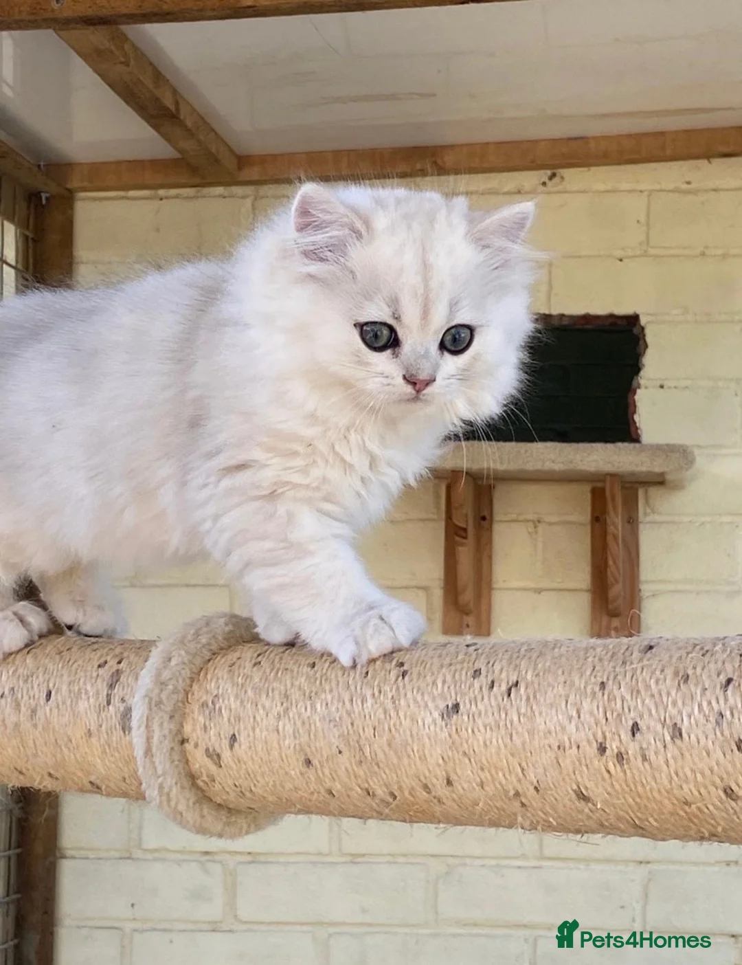 British Longhair cats for sale: ⭐️ BEAUTIFUL BLH & BSH FEMALE KITTENS   ⭐️ - Advert 2