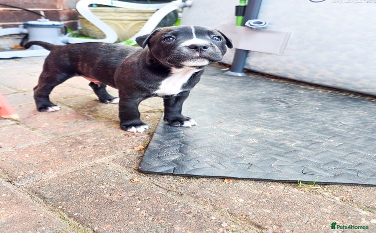 Staffordshire Bull Terrier dogs - Advert 7