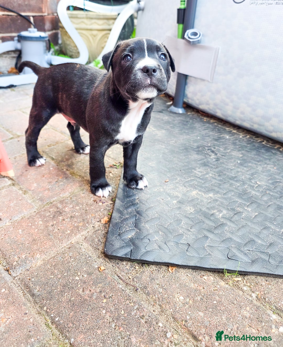 Staffordshire Bull Terrier dogs for sale: Last remaining boy  - Image 1