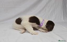 English Springer Spaniel dogs for sale: Calm,Adorable, beautiful Springer spaniel puppies. - Image 7