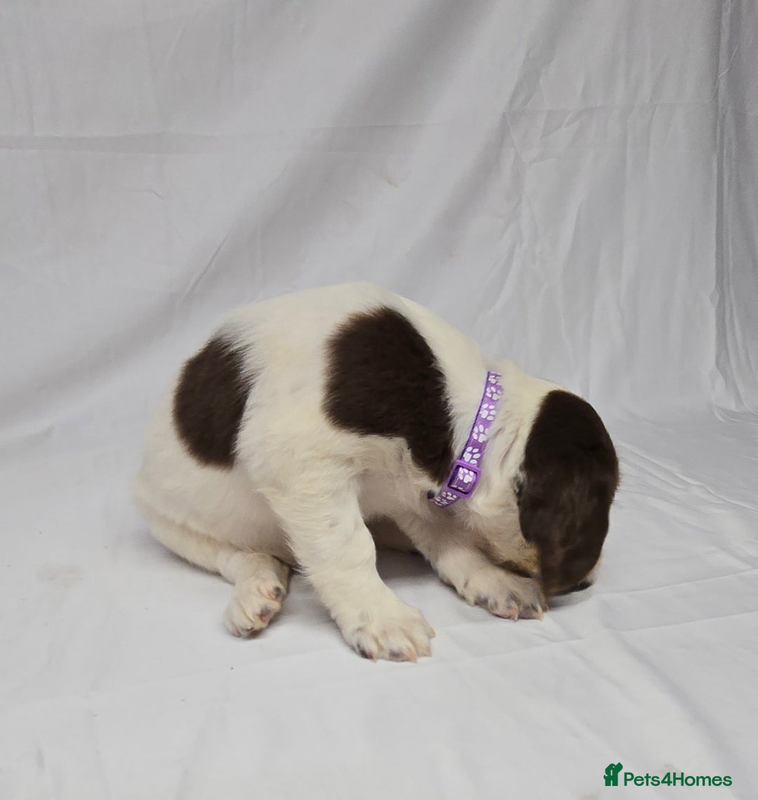 English Springer Spaniel dogs for sale: Calm,Adorable, beautiful Springer spaniel puppies. - Image 7