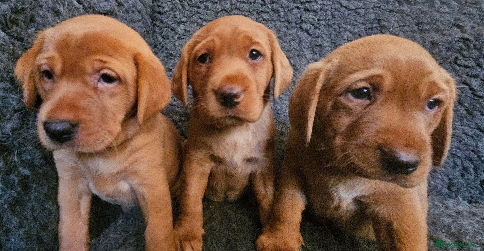 Labrador Retriever dogs Stunning Red/Golden Labs-KC Reg, Health Checked - Advert 18