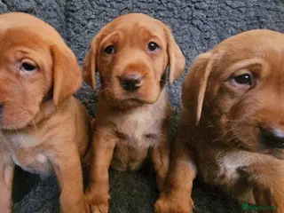 Labrador Retriever dogs Stunning Red/Golden Labs-KC Reg, Health Checked - Advert 11