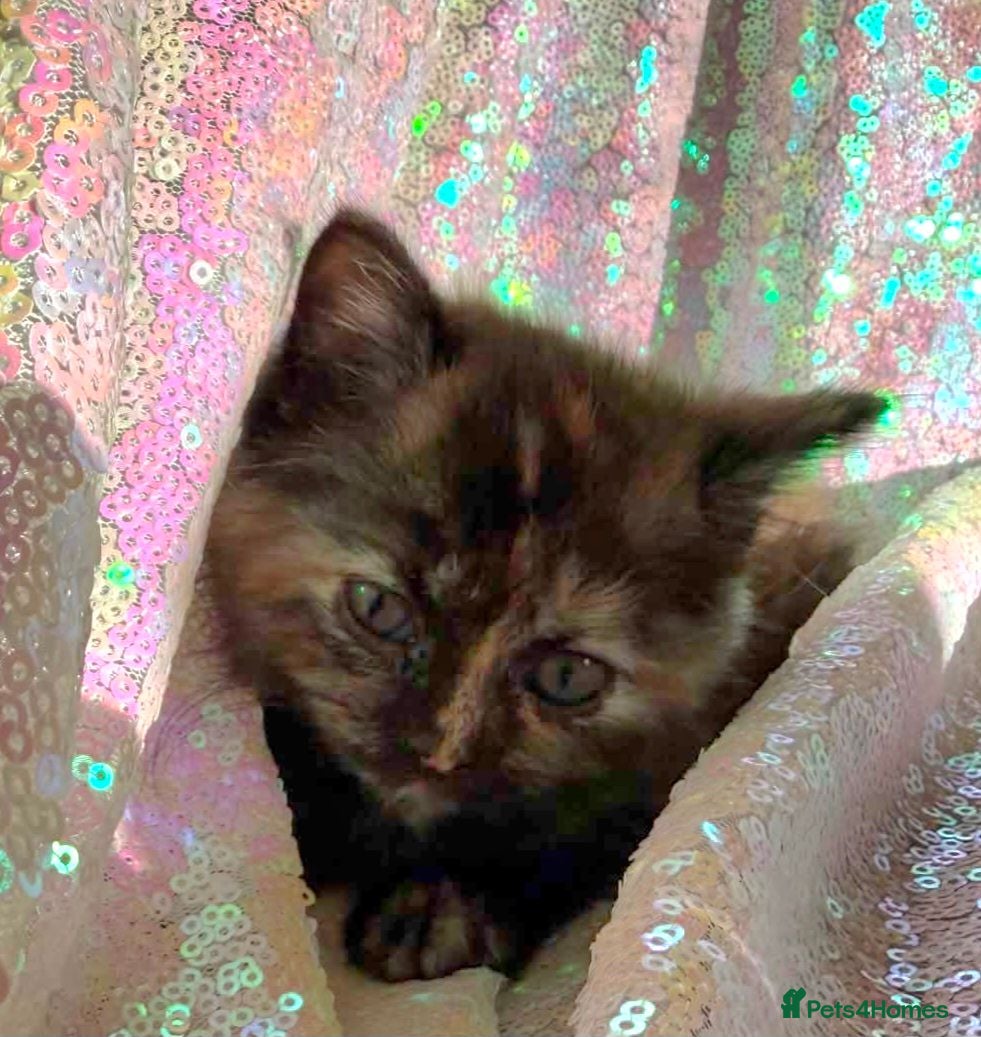 Persian cats Persian mix kittens  - Advert 2