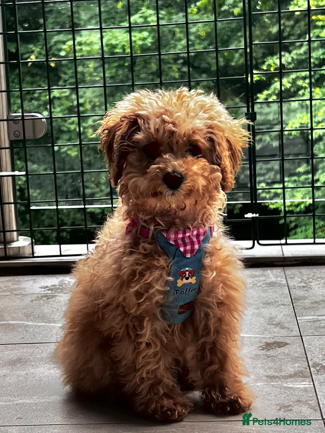 Toy Poodle dogs for sale: Beautiful Toy Poodle Puppy (4 months) in Glasgow - Advert 5