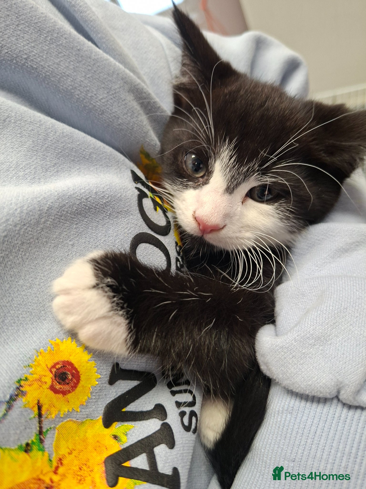Mixed Breed cats READY NOW 2 beautiful kittens for sale - Advert 1