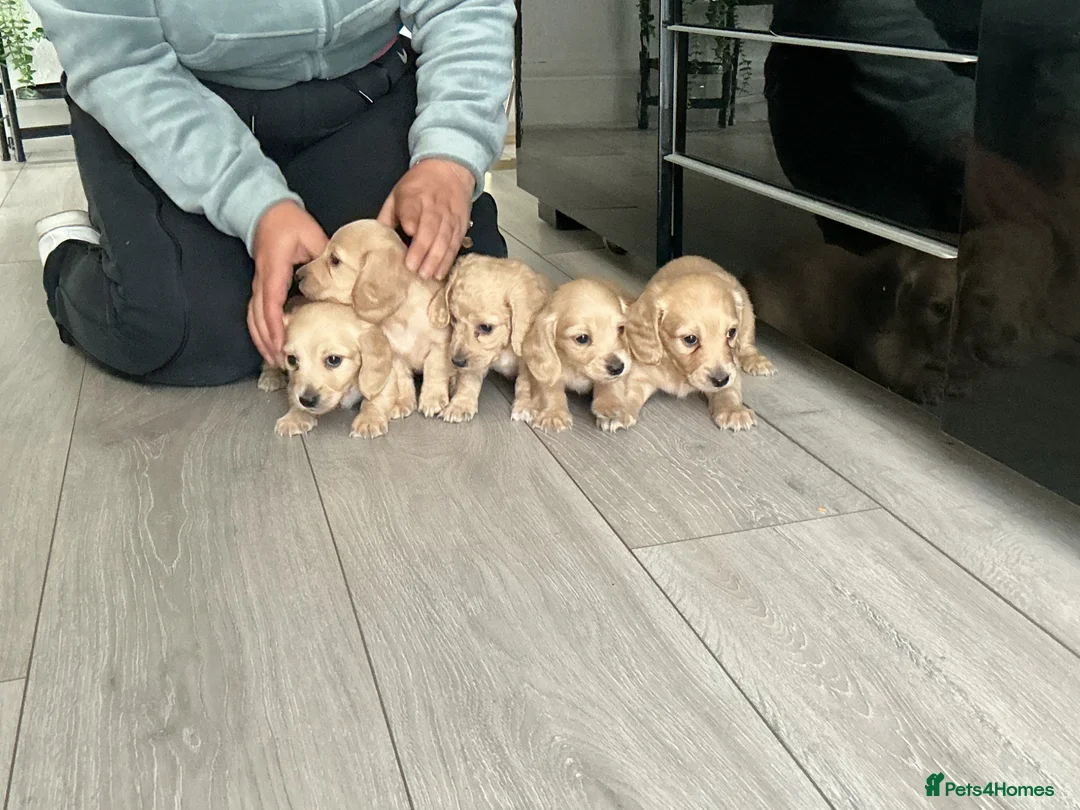 Miniature Dachshund dogs for sale: Cream long haired mini dachshund puppies - Advert 2