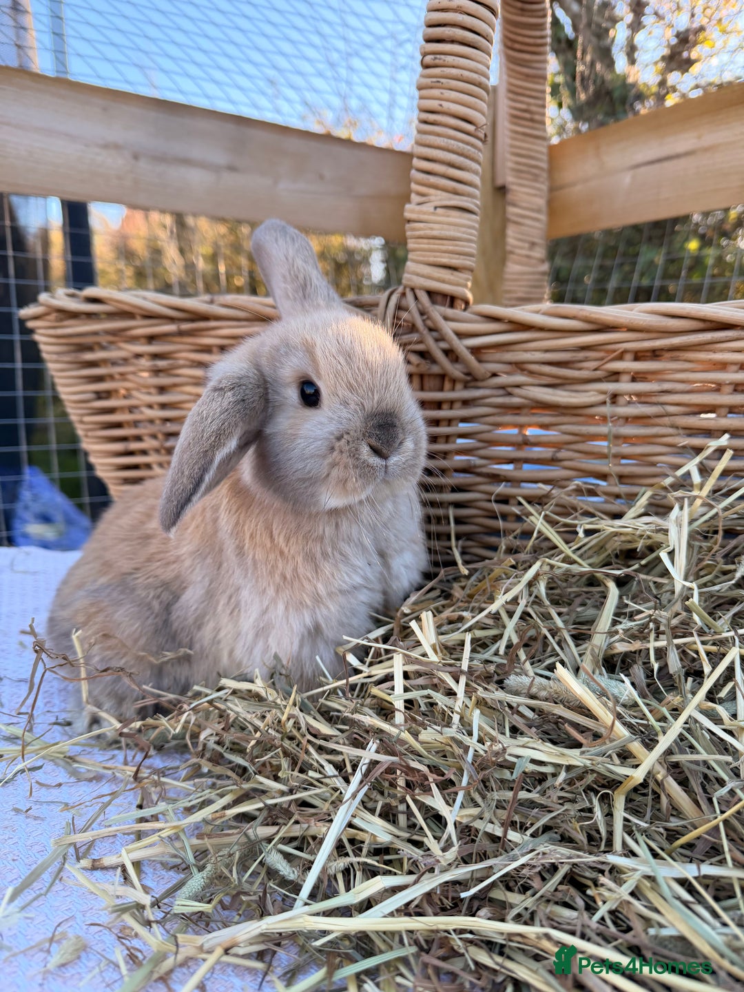 Mini Lop rabbits for sale: Mini Lop bunnies  - Advert 32