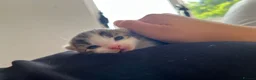 Mixed Breed cats for sale: 4 beautiful mixed breed kittens in Newton Abbot - Advert 7