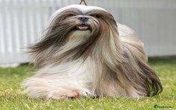 Lhasa Apso dogs for sale: Male Lhasa Apso puppy  - Image 10