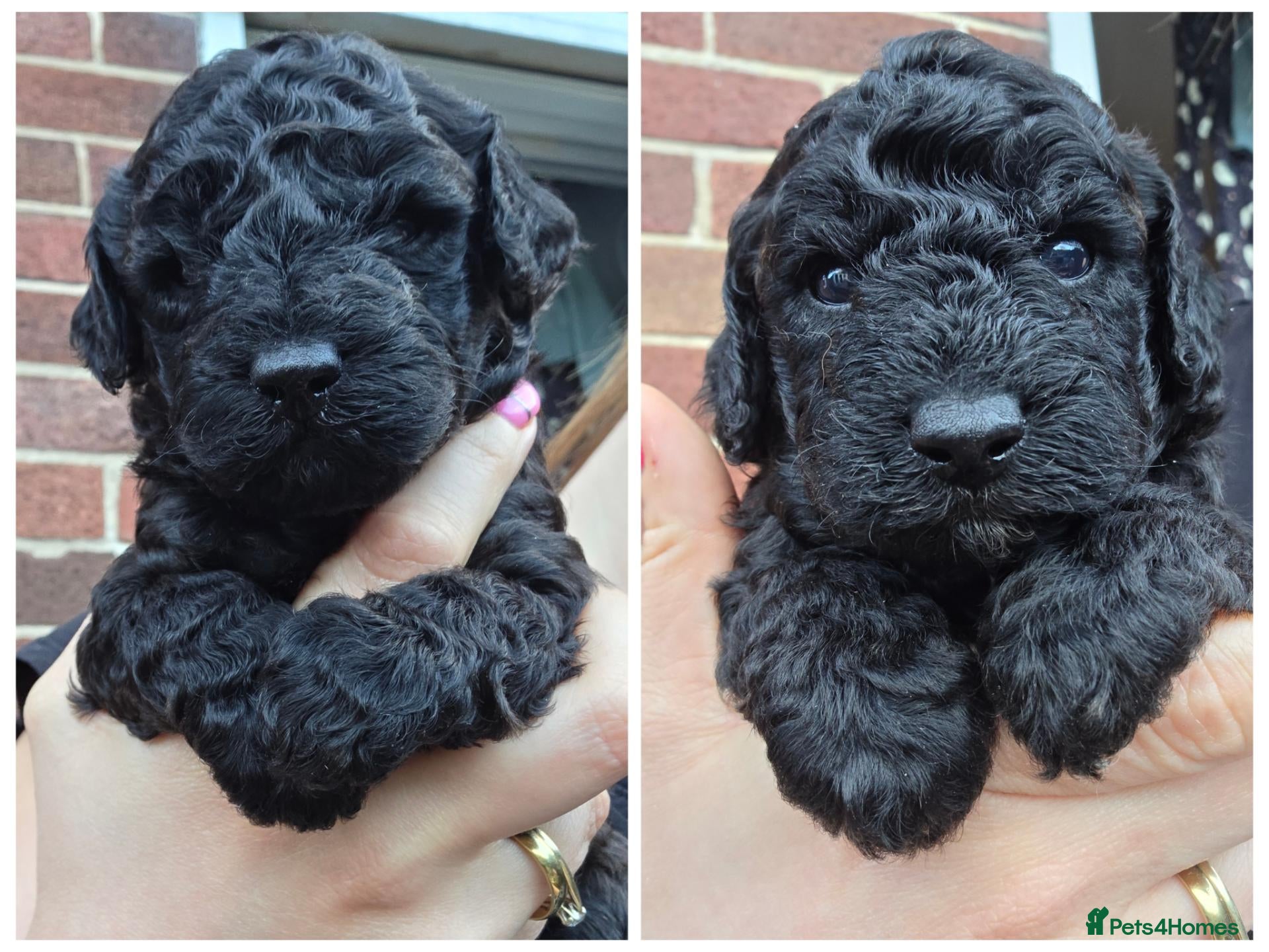 Toy Poodle dogs for sale: Beautiful KC Toy Poodle Puppies - Advert 1
