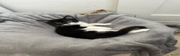 Mixed Breed cats for sale: Beautiful kitten for sale  - Advert 6