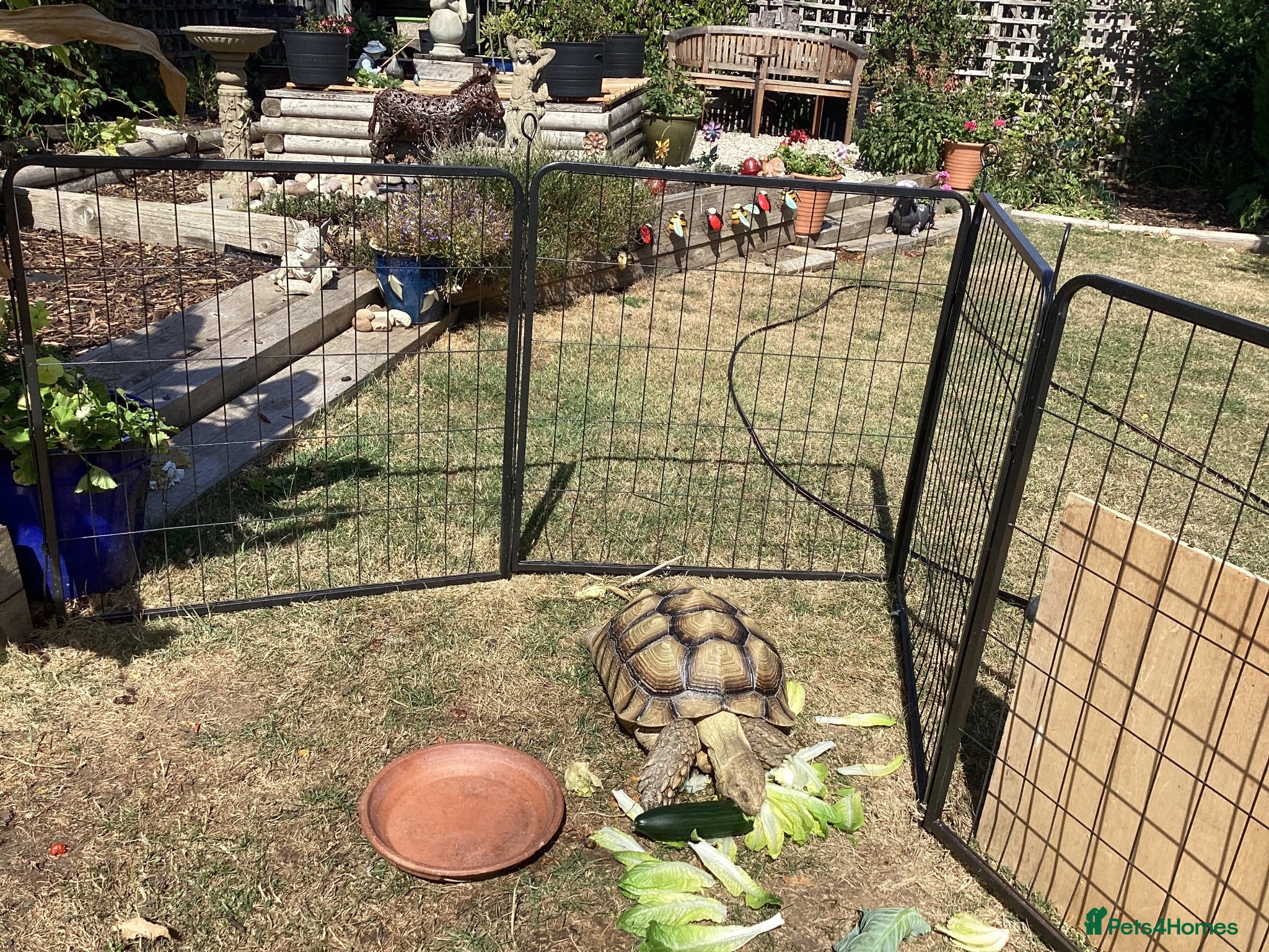 Tortoise reptiles Sulcata tortoise  - Advert 1