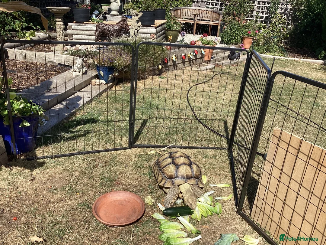Tortoise reptiles for sale: Sulcata tortoise  in Colchester - Advert 1