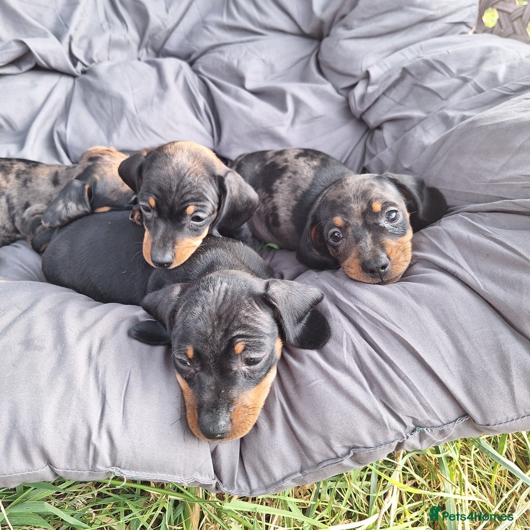 Miniature Dachshund dogs for sale: 2 gorgeous boys looking for their forever home - Image 9