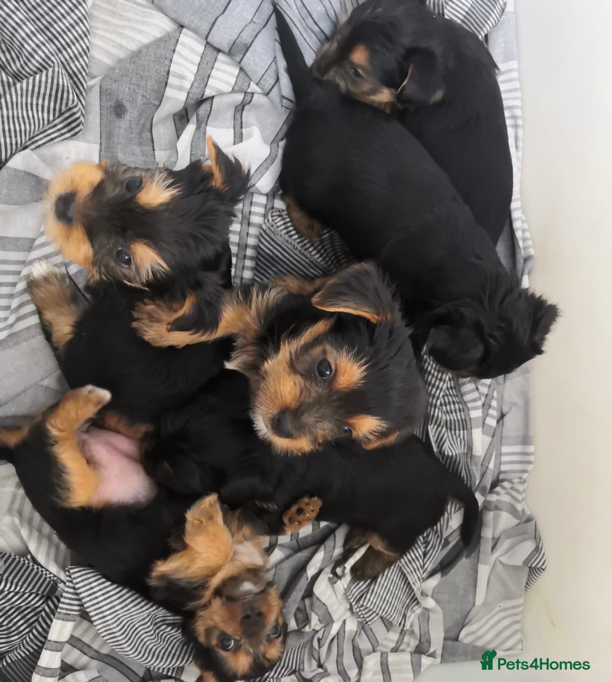 Yorkshire Terrier dogs Lovely yorkie pups! - Advert 1