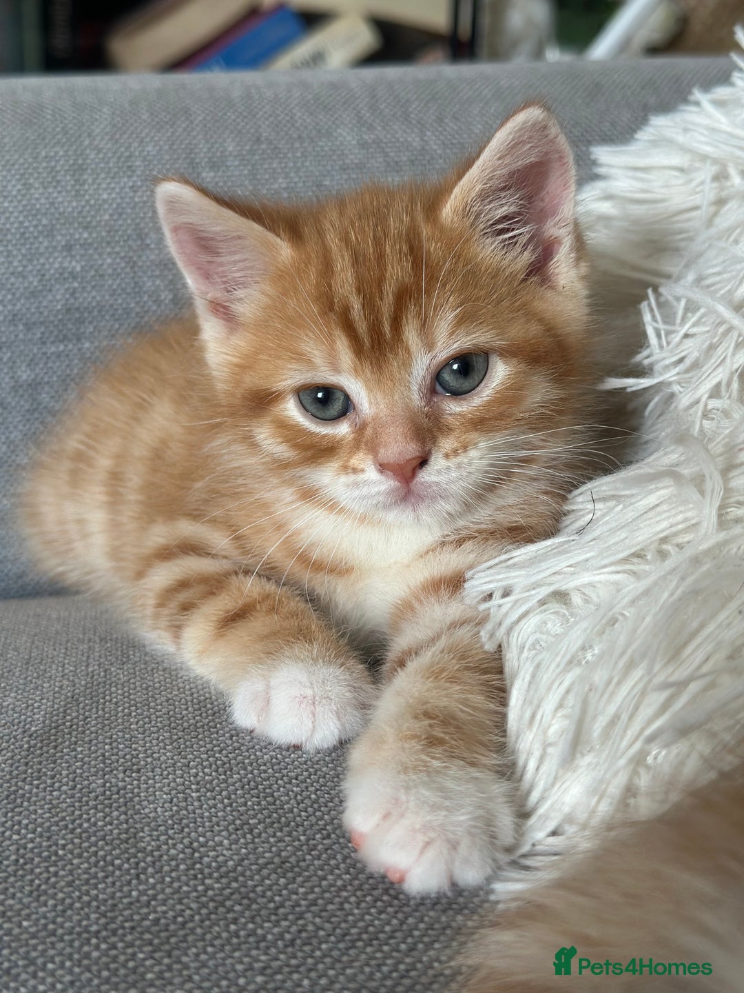 Domestic Shorthair cats for sale: Lovely ginger kittens - Image 3