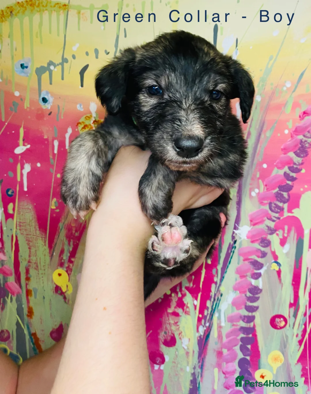 Lurcher dogs for sale: 6 Stunning Lurcher Pups Available 23rd March - Advert 27