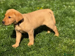 Labrador Retriever dogs KC registered Fox red Labrador puppies - Advert 7