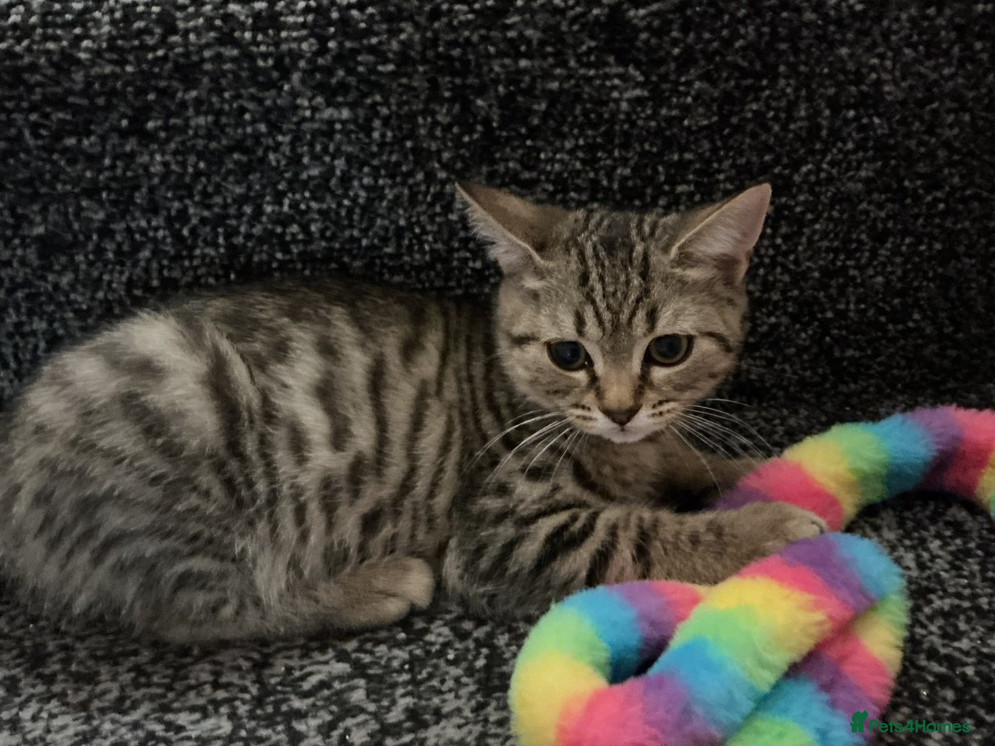 British Shorthair cats Adorable Tabby kittens for sale 🐾💕 - Advert 4