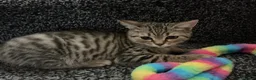 British Shorthair cats for sale: 💕🐾 Adorable Silver Tabby kittens for sale 🐾💕 - Advert 1
