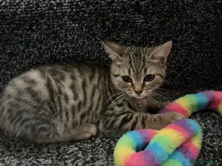 British Shorthair cats Adorable Tabby kittens for sale 🐾💕 - Advert 4