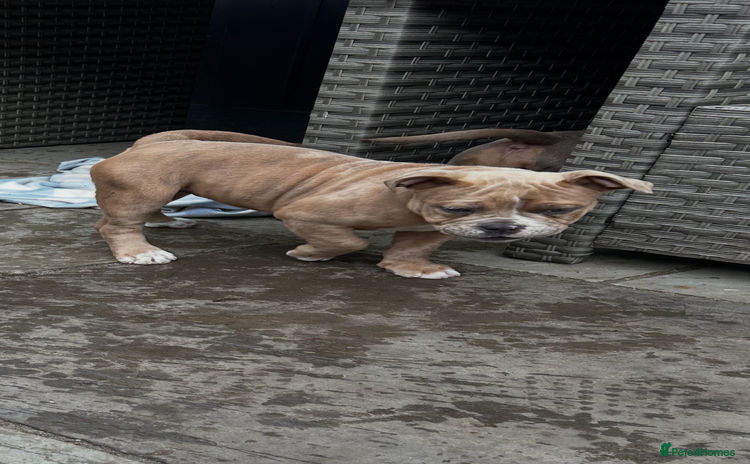 Olde English Bulldogge dogs in Southampton - Advert 7