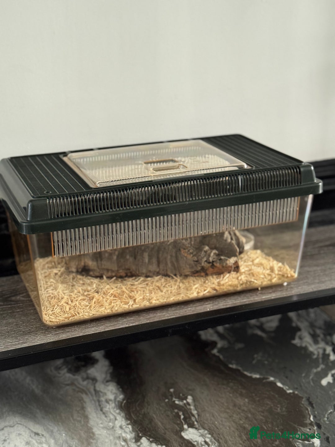 Corn Snake reptiles for sale: Great STARTER SET UP  - Corn Snake & Enclosure - Advert 4