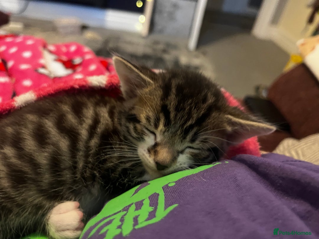 Bengal cats for sale: Only 1 little girl left. Needs her forever home xx in Oswestry - Image 19