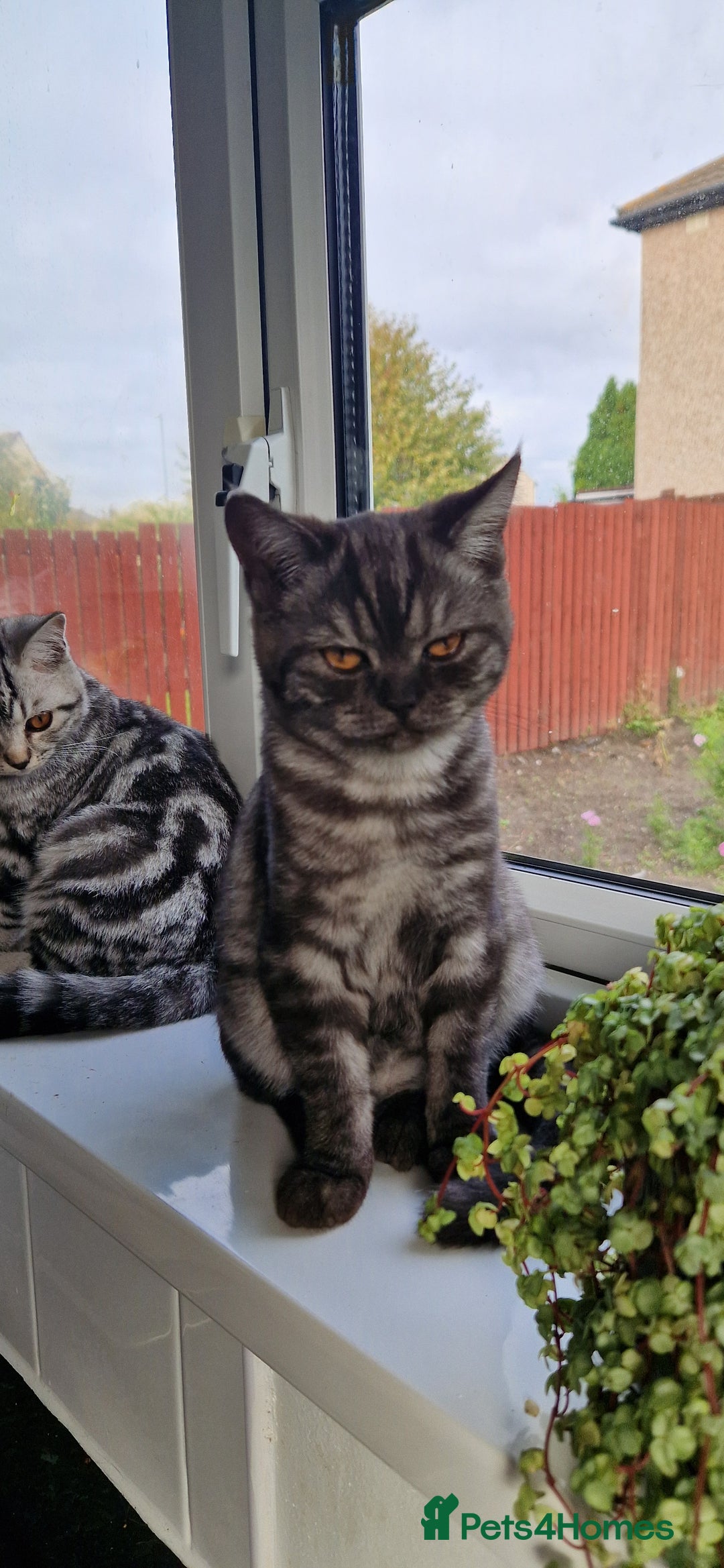 British Shorthair cats for sale: Lovely  British short hair kittens  - Image 5