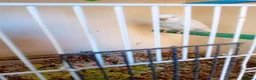 Budgerigars birds for sale: Two pairs of budgies and cages - Advert 3