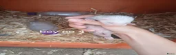 Ferret rodents for sale: Baby Ferret kits look at description!  - Advert 13