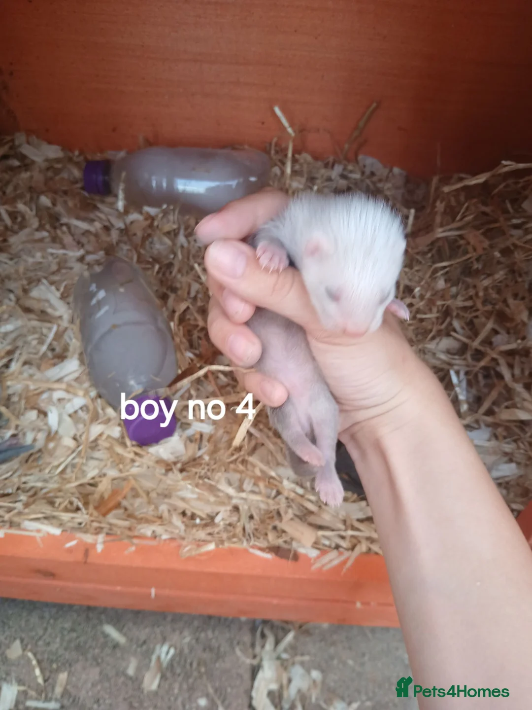 Ferret rodents for sale: Baby Ferret kits look at description!  - Advert 13