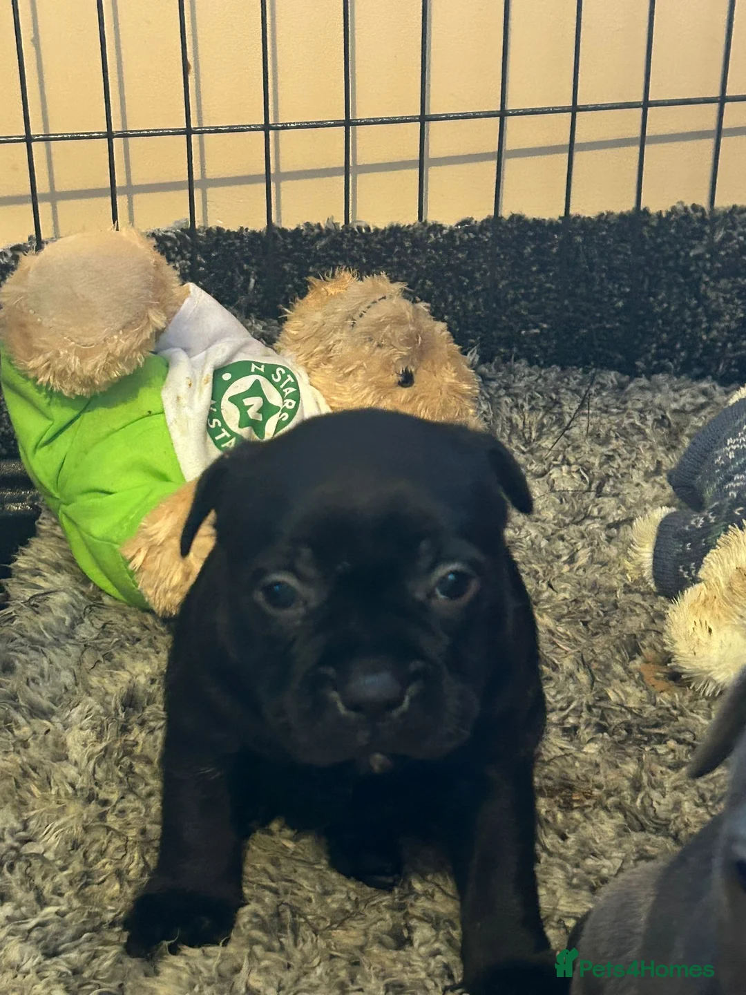 Staffordshire Bull Terrier dogs for sale: Blue and black staff puppies  - Advert 12