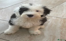 Old English Sheepdog dogs for sale: Kc old English sheep dog puppies  - Image 22