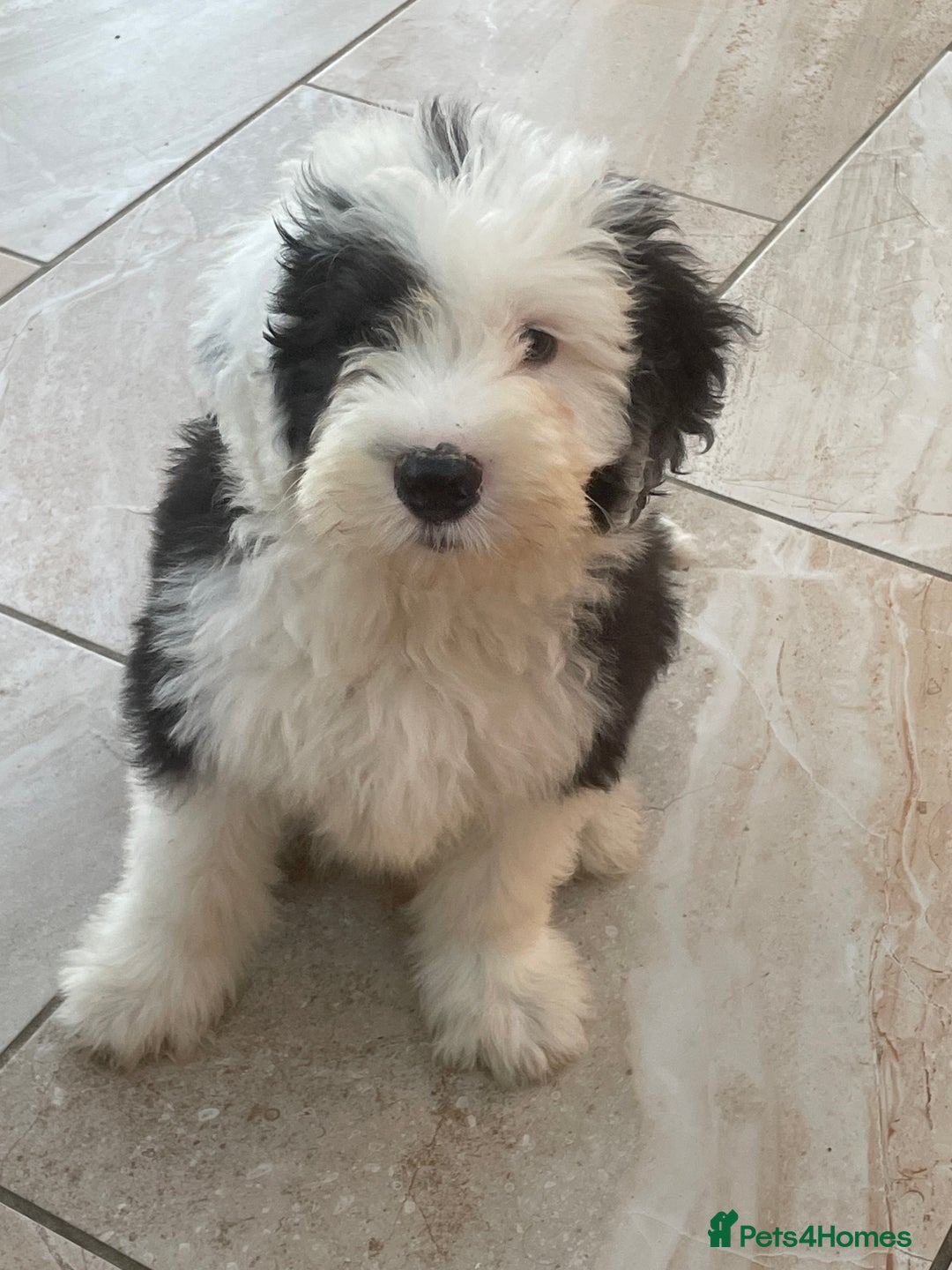 Old English Sheepdog dogs for sale: Kc old English sheep dog puppies  - Image 22